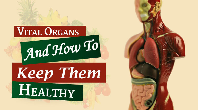 Vital-organs-and-how-to-keep-them-healthy
