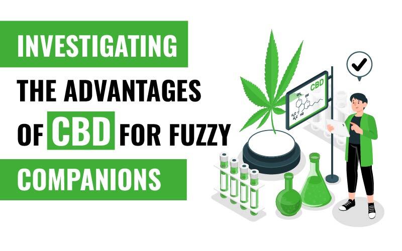 Investigating the Advantages of CBD for Fuzzy Companions
